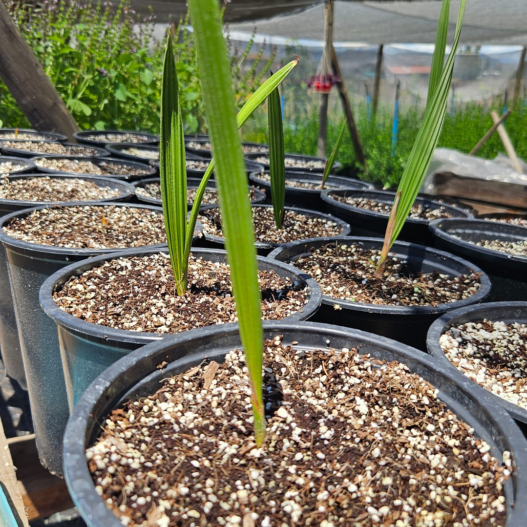 Palma Chilena (Jubaea Chilensis) 1