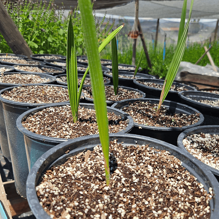 Palma Chilena (Jubaea Chilensis) 1