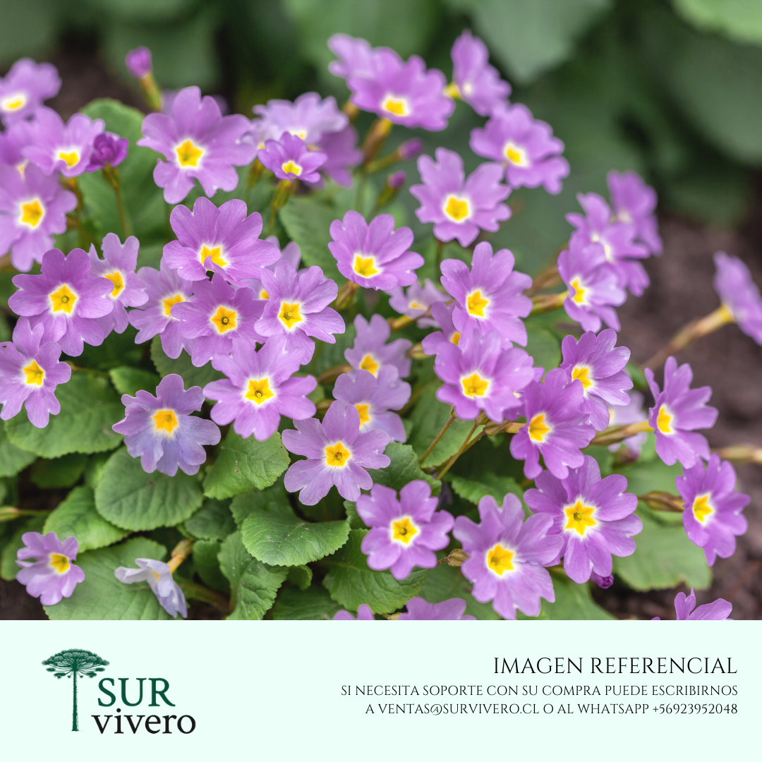 Primula