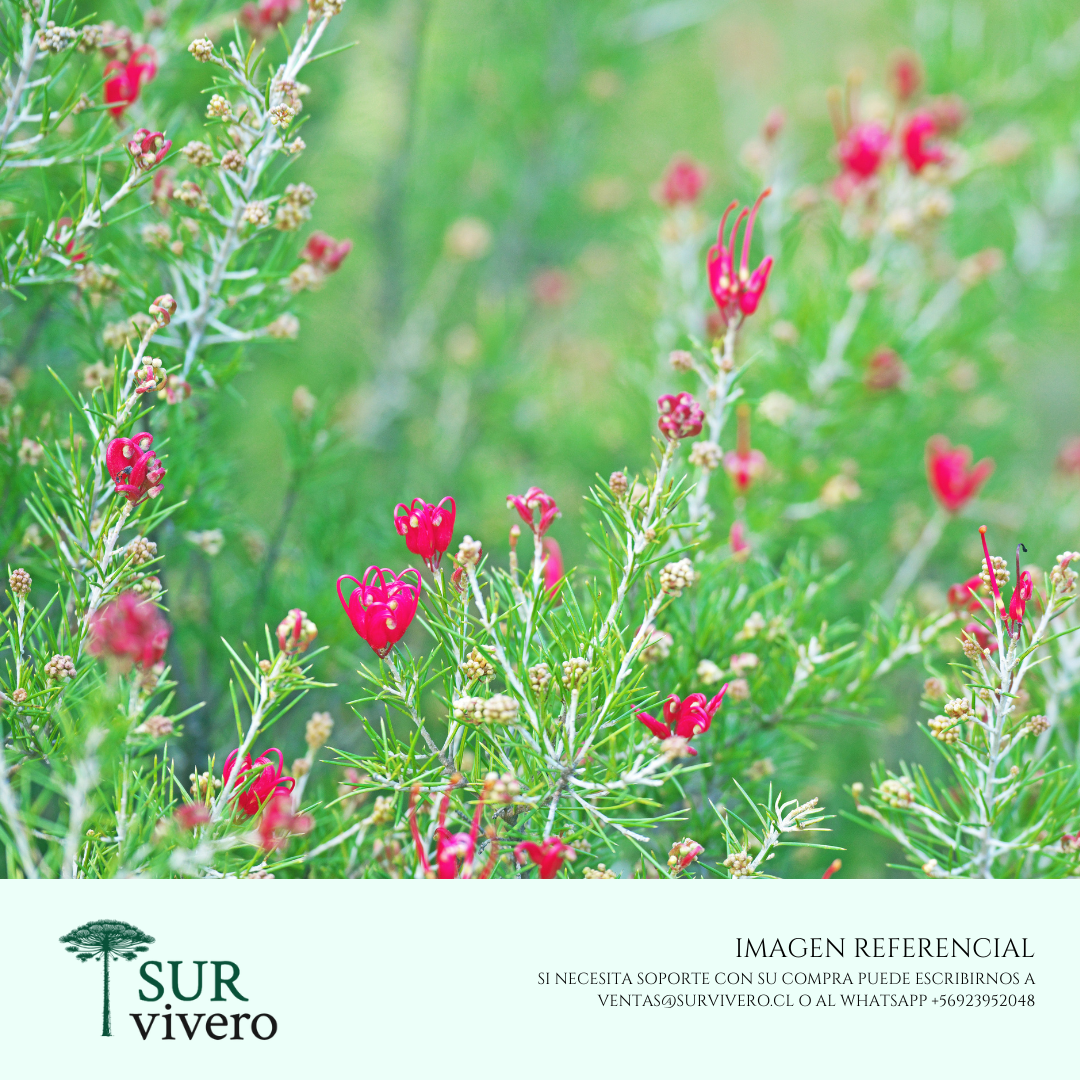 Grevillea