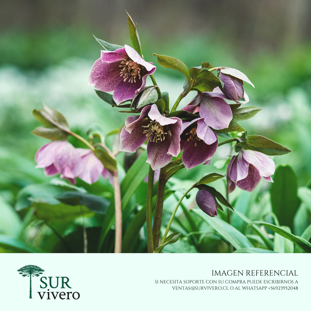 Helleborus (M)