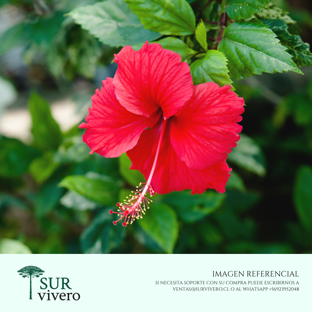 Hibisco - Hibiscus (M)