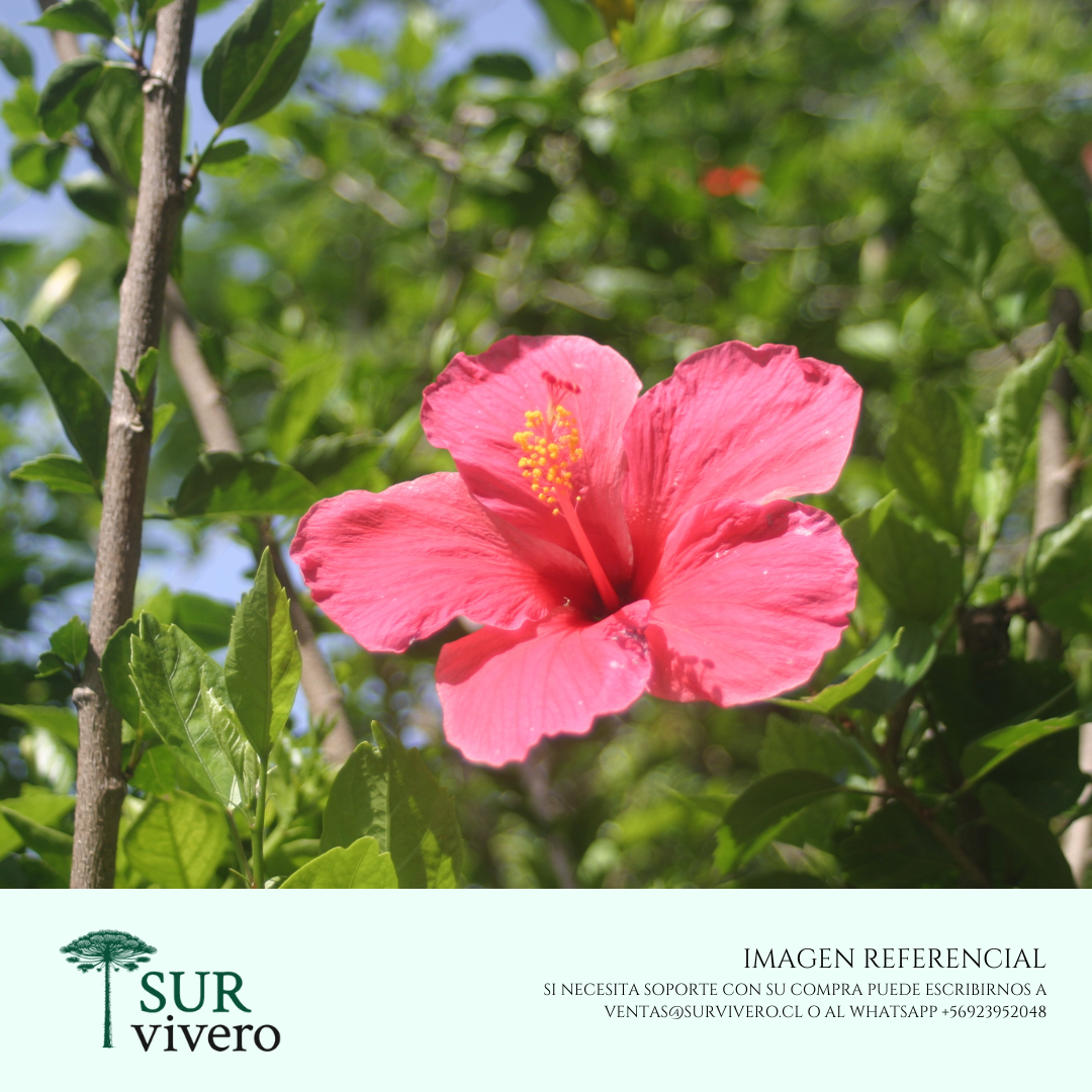 Hibisco - Hibiscus (L)