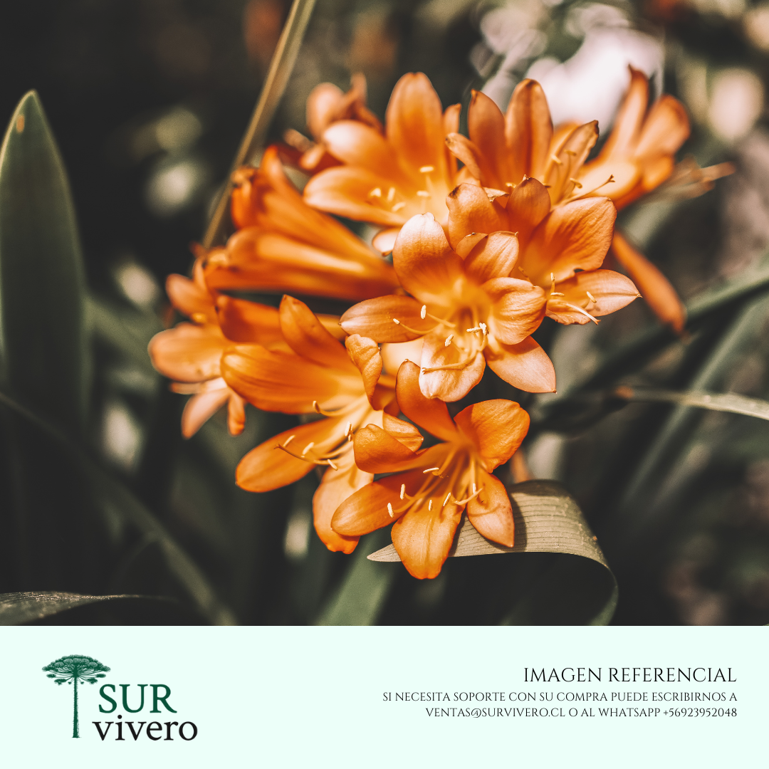Clivia - Clivia miniata (S)