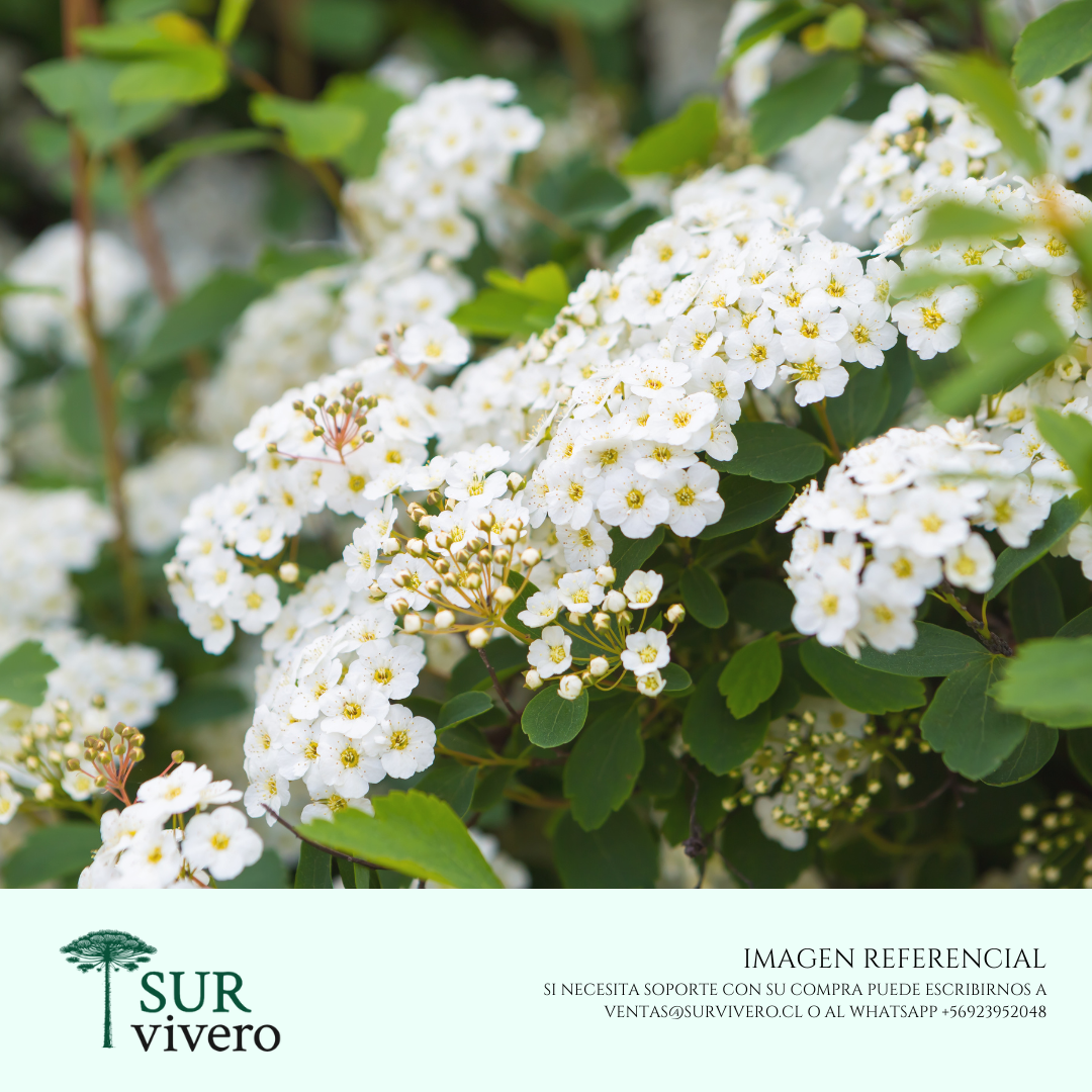 Spirea – Spiraea spp.