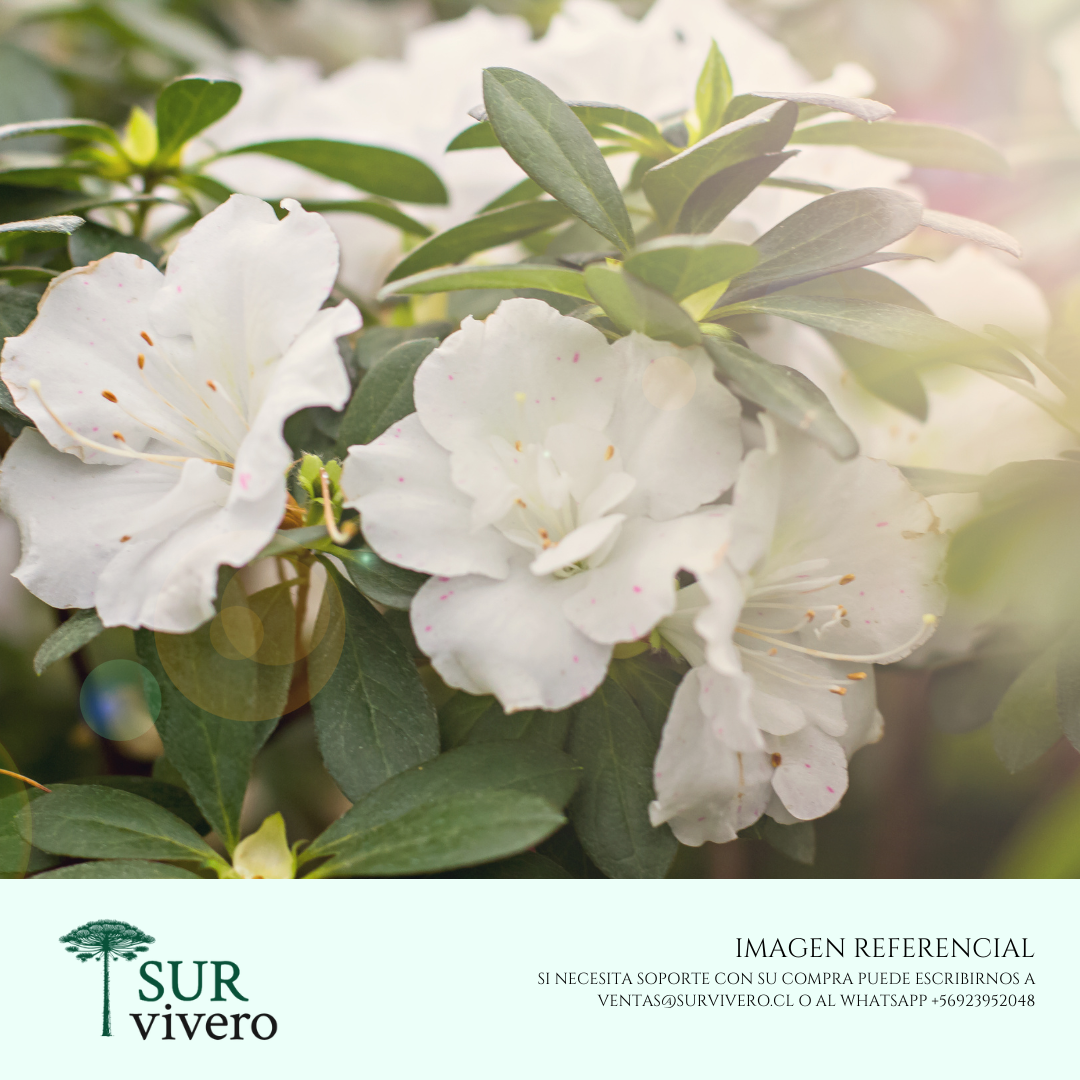 Azalea – Rhododendron spp. (L)