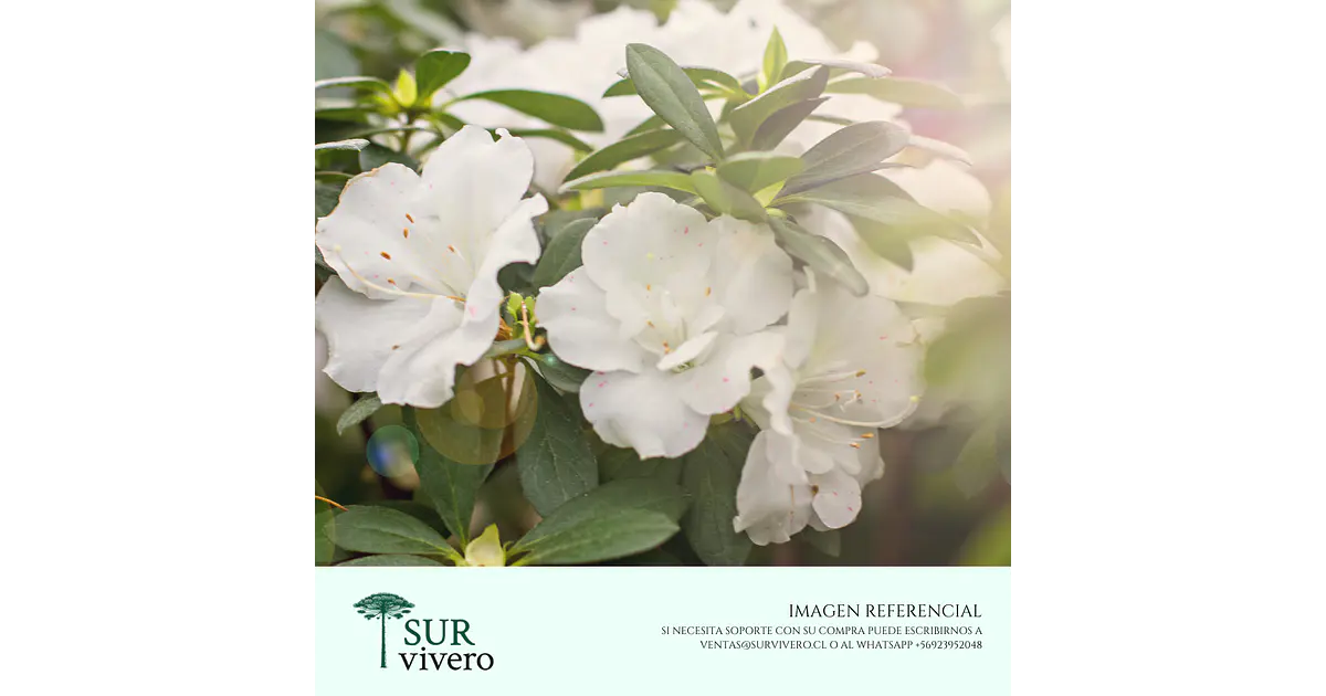 Azalea – Rhododendron spp. (L)