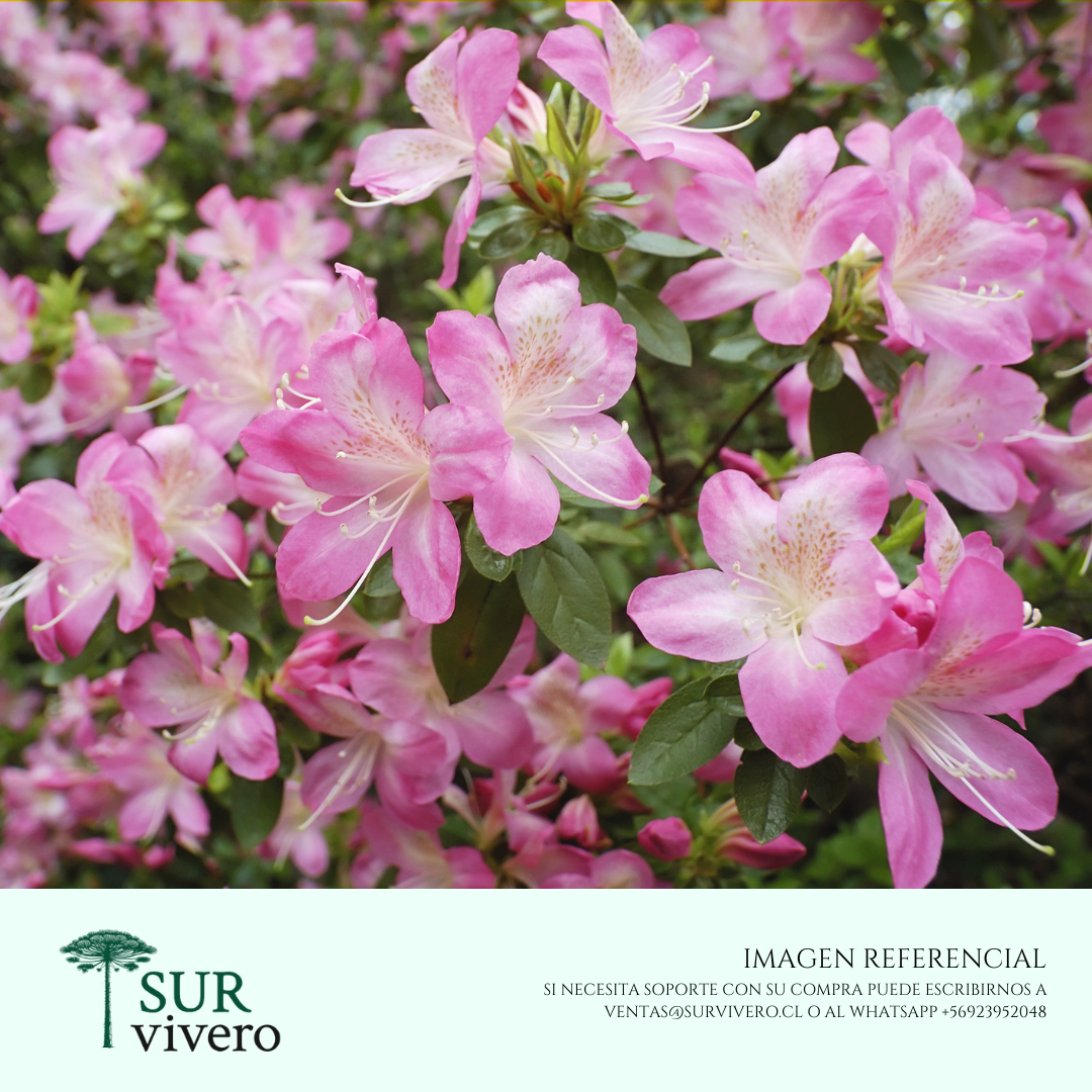 Azalea – Rhododendron spp. (S)