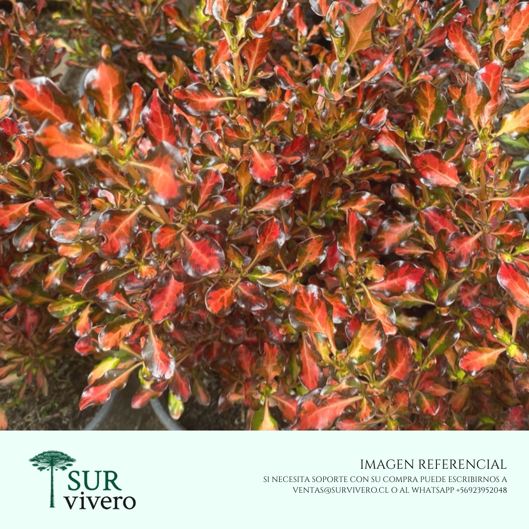 Coprosma rojo – Coprosma repens 'Red Ruby'