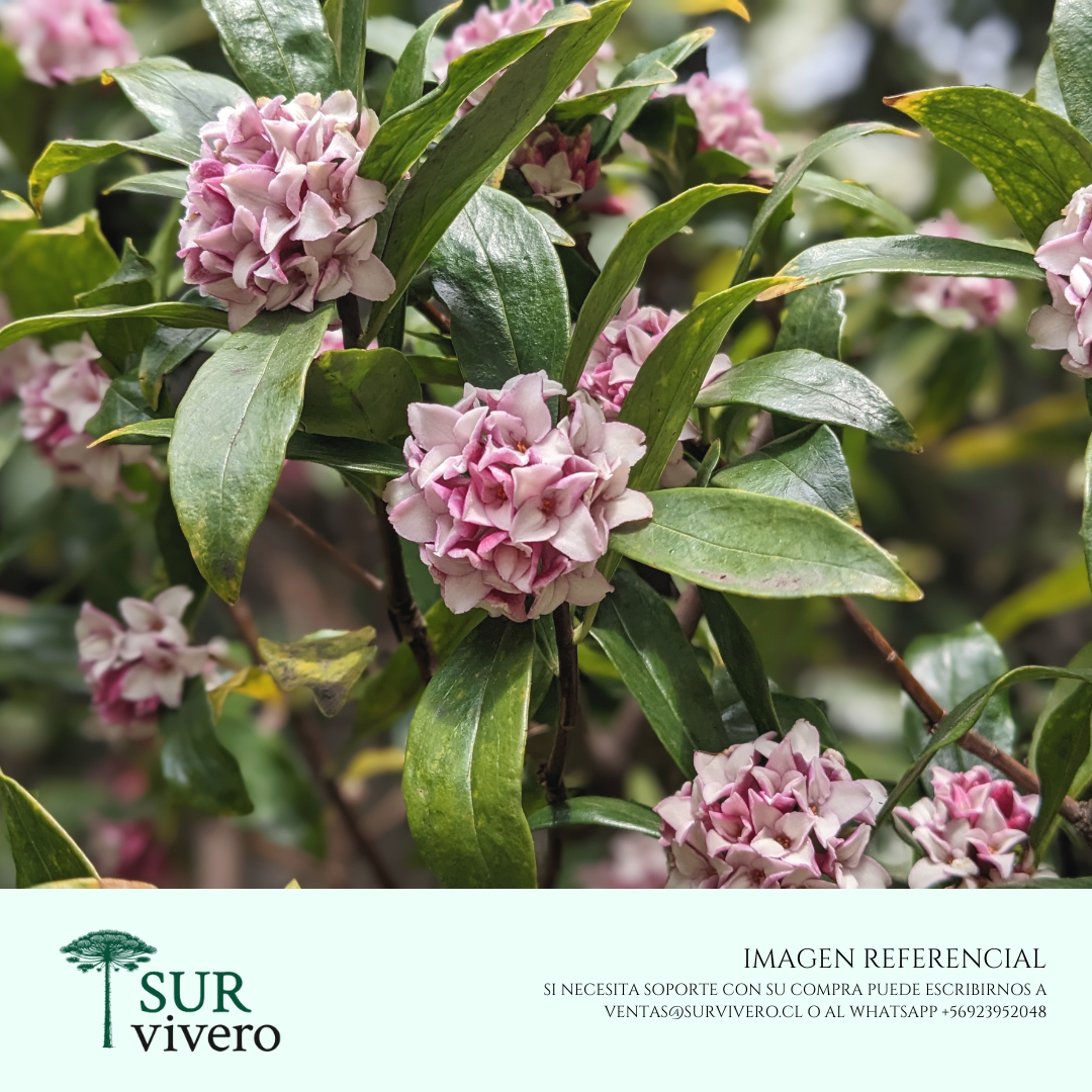 Daphne – Daphne odora (L)