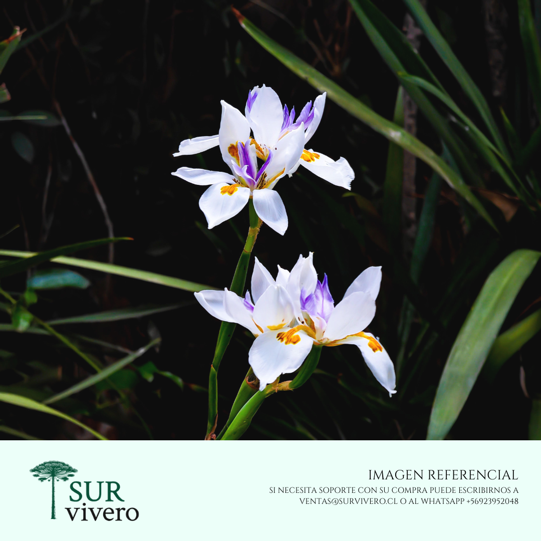 Dietes – Dietes iridioides