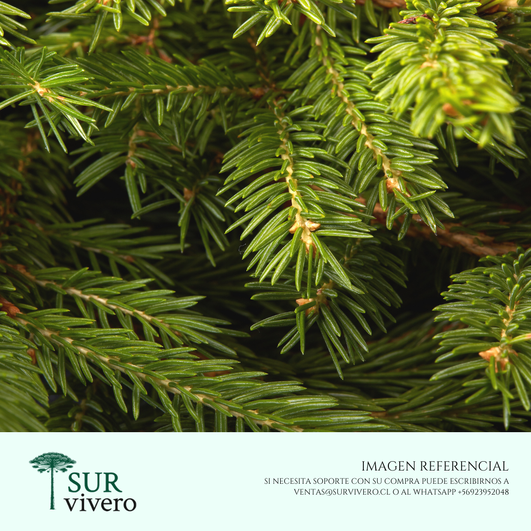 Abeto – Abies spp.
