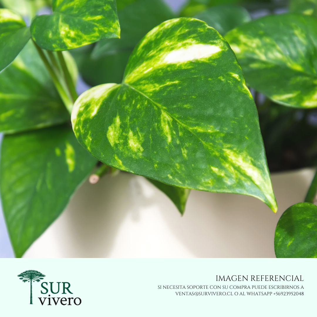 Scindapsus (S)
