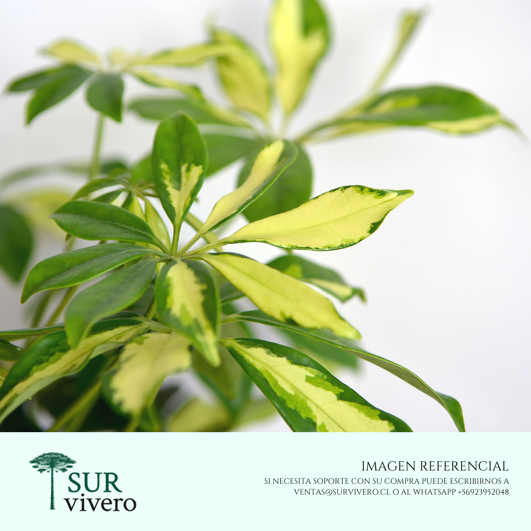 Cheflera (Schefflera arboricola)