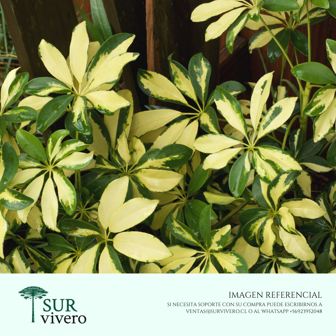 Cheflera - Schefflera Amarilla