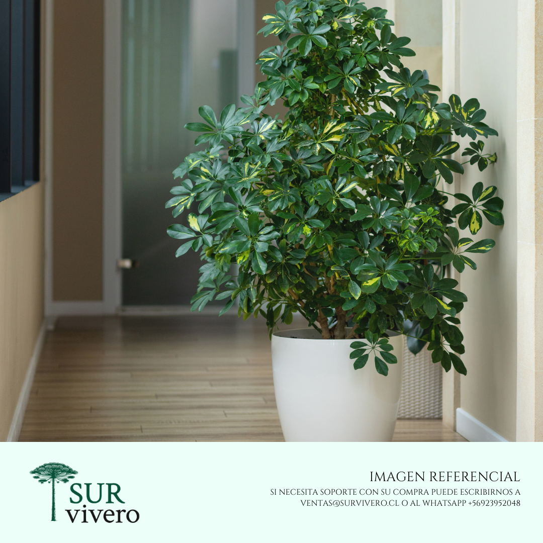Cheflera (Schefflera)
