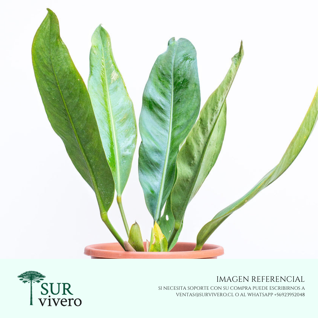 Anthurium