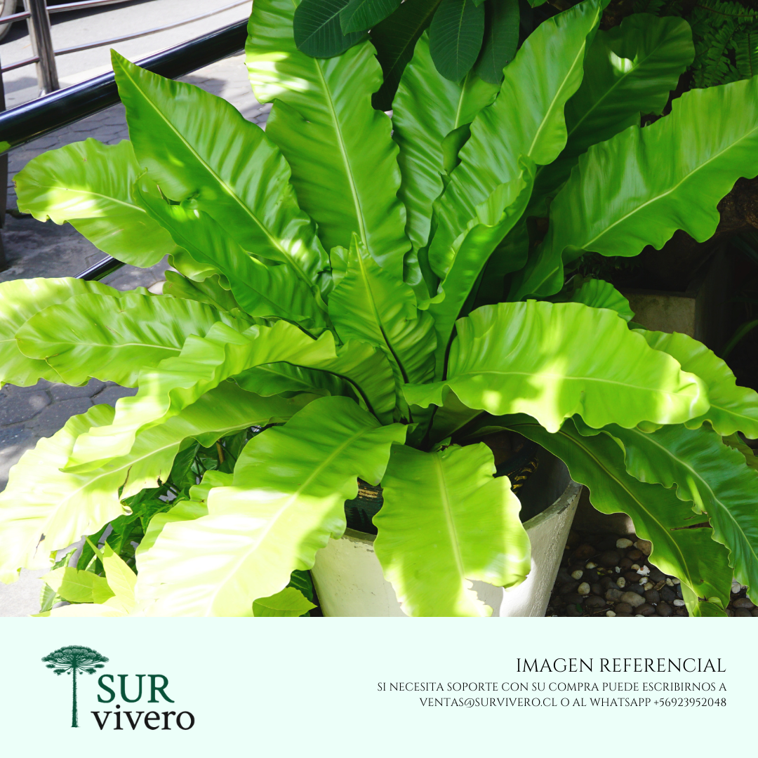 Asplenium Helecho