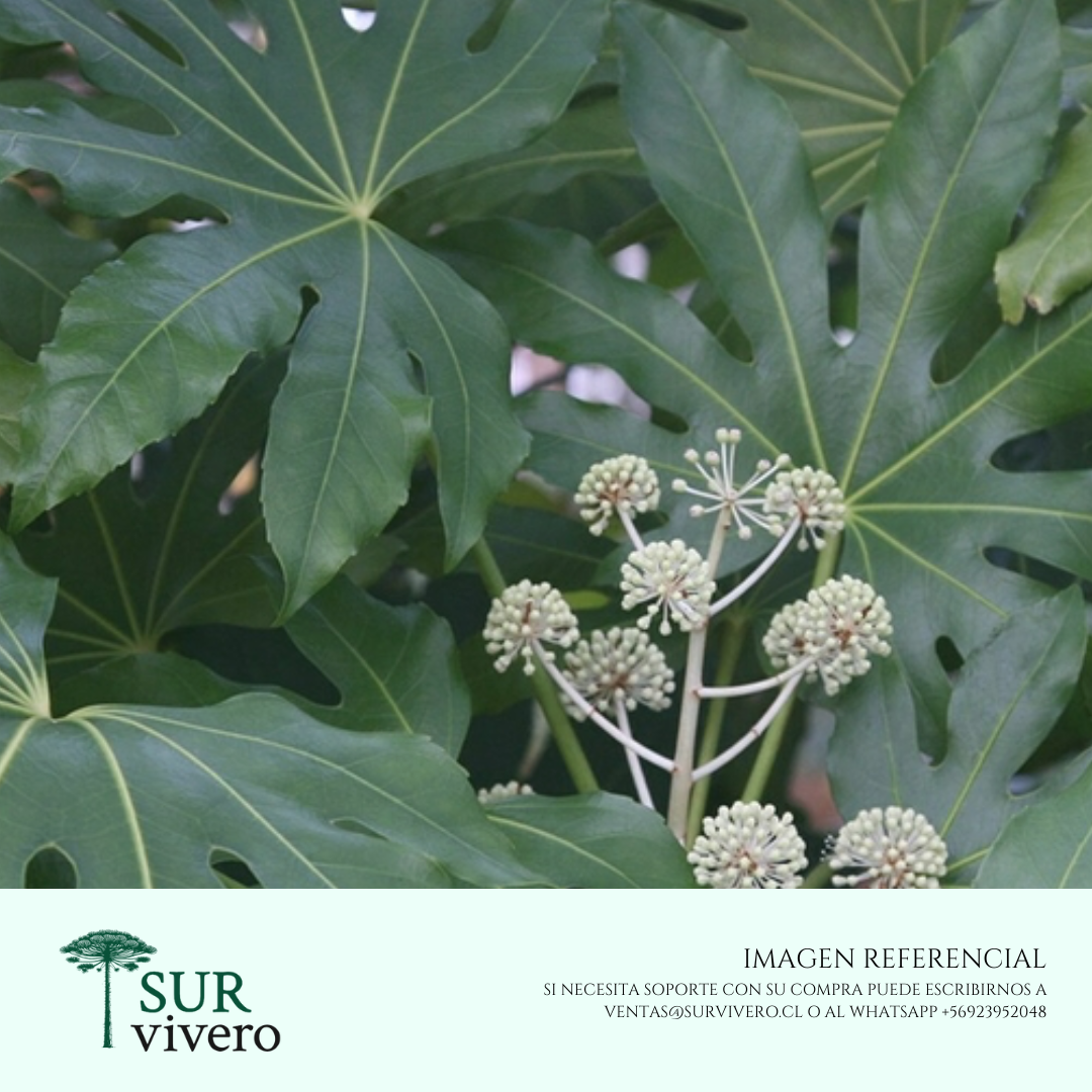 Aralia