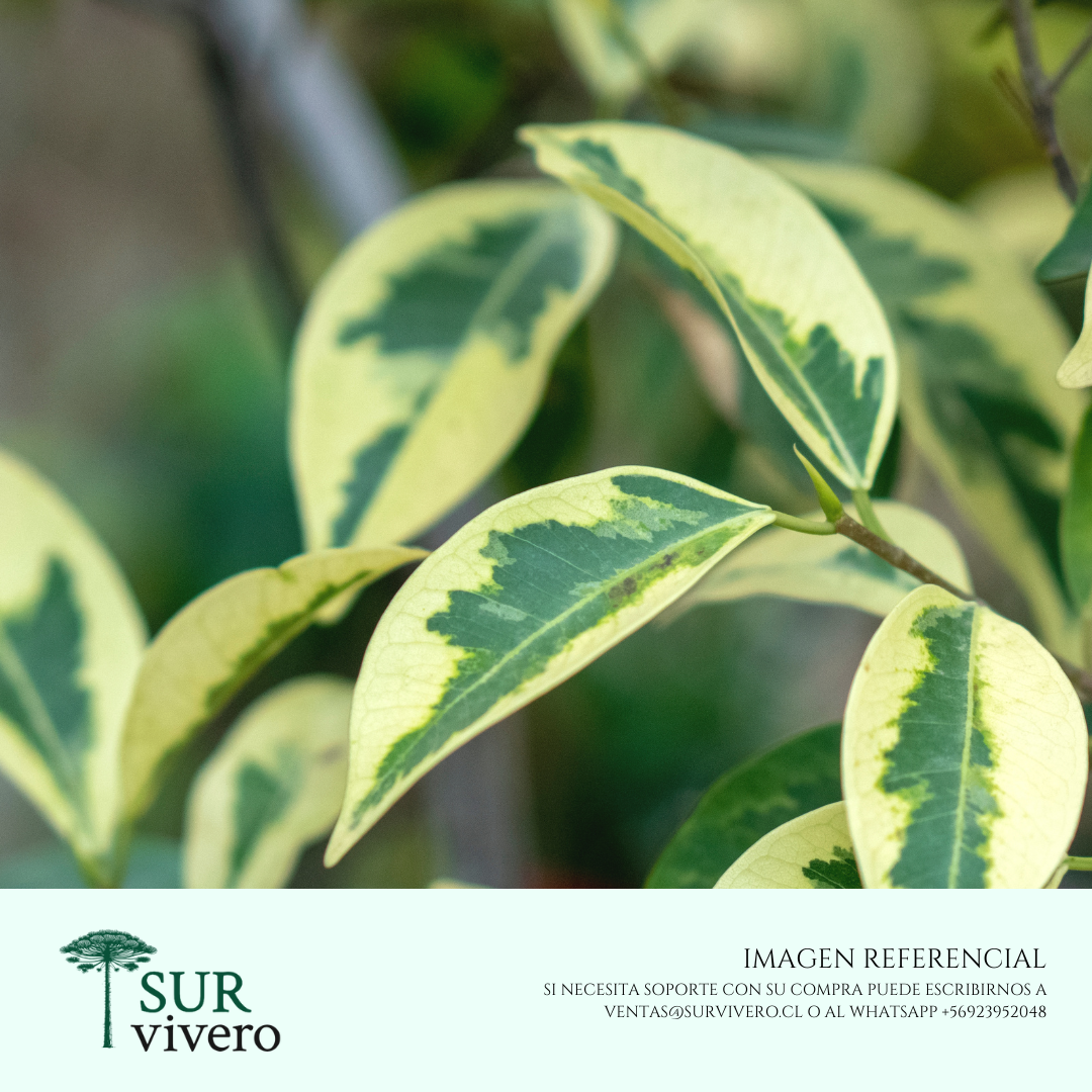Ficus Benjamina Variegado Crema