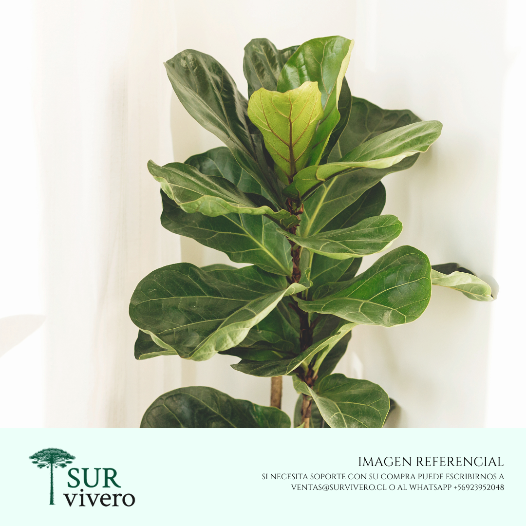 Ficus Lyrata (L)