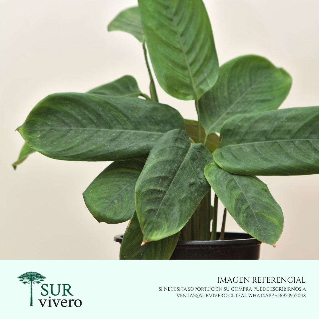 Marantha Verde (S)