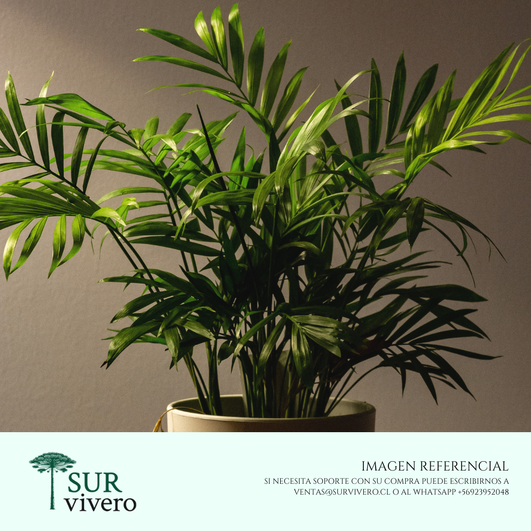 Palmera Chamaedora (S)