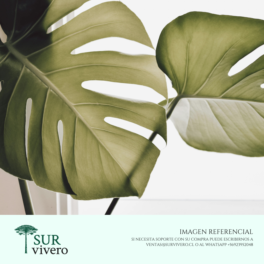 Philodendro Monstera (L)