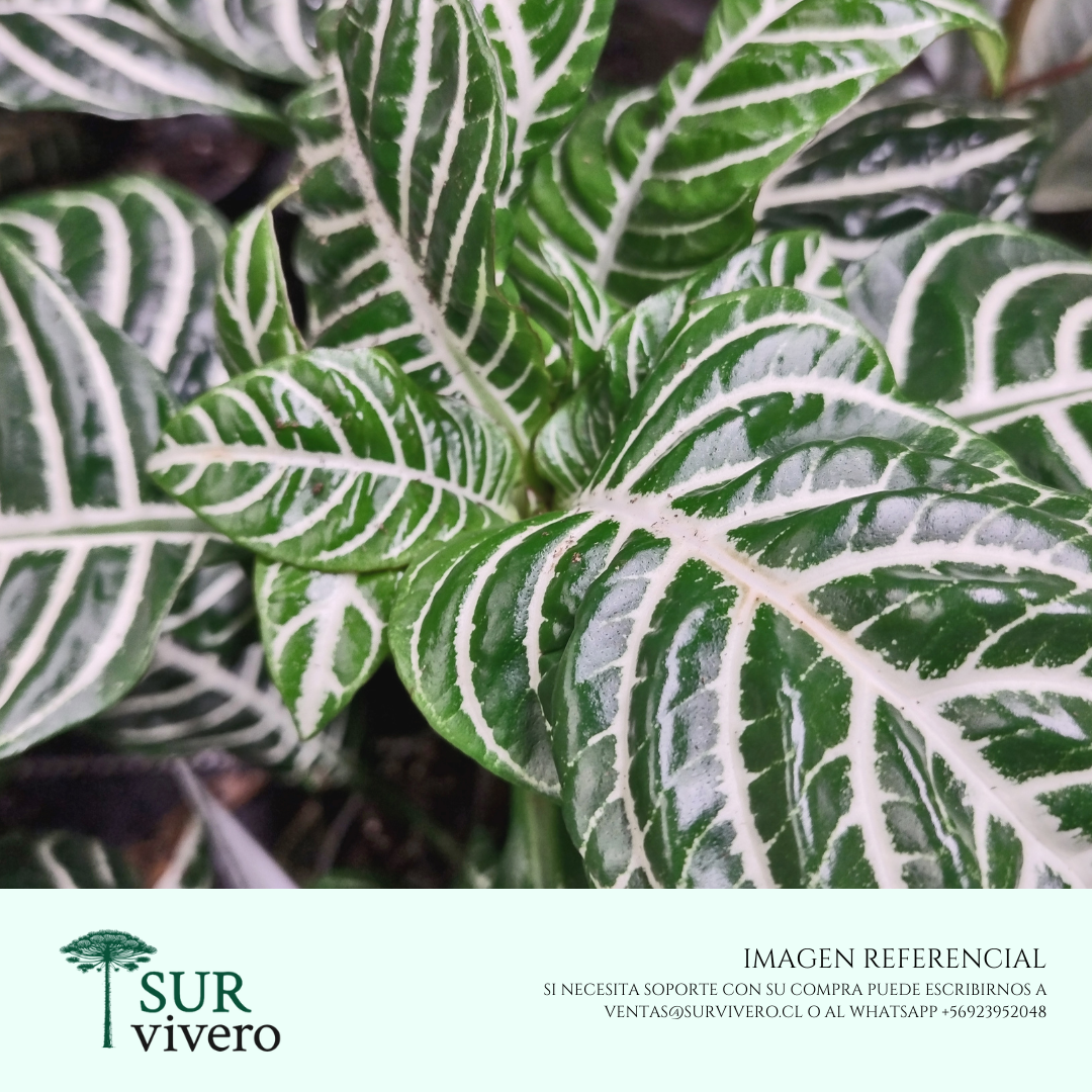 Aphelandra