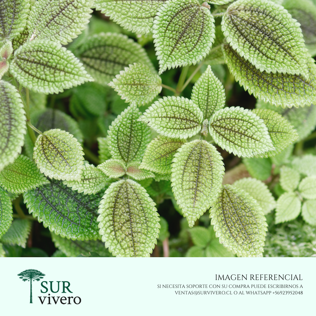Pilea Mollis