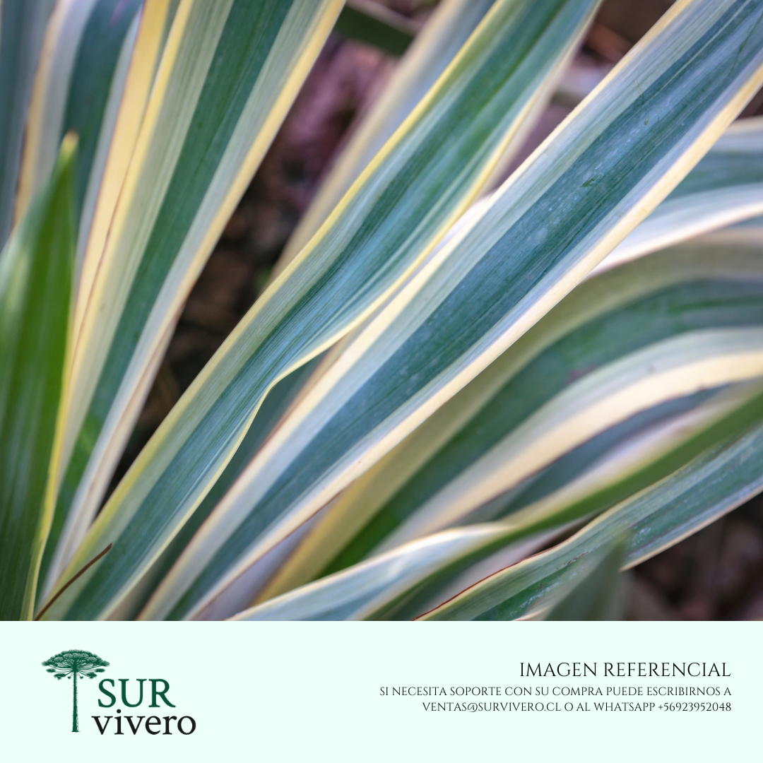 Yuca variegada