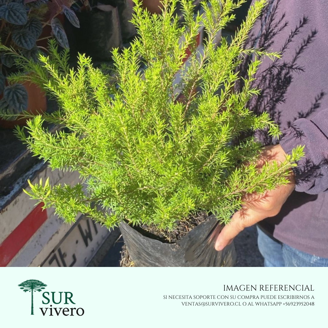 Diosma