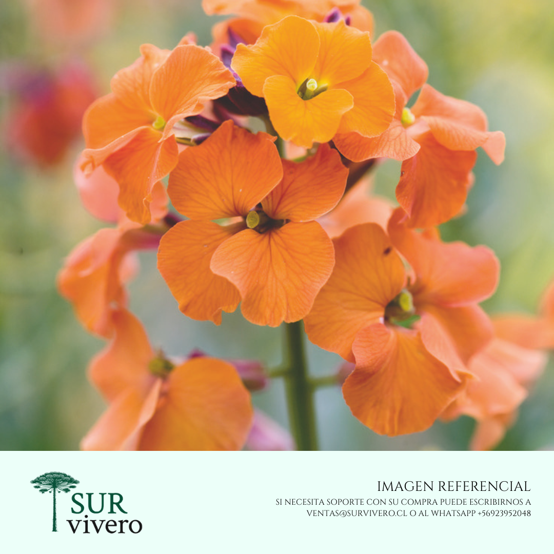 Erysimum