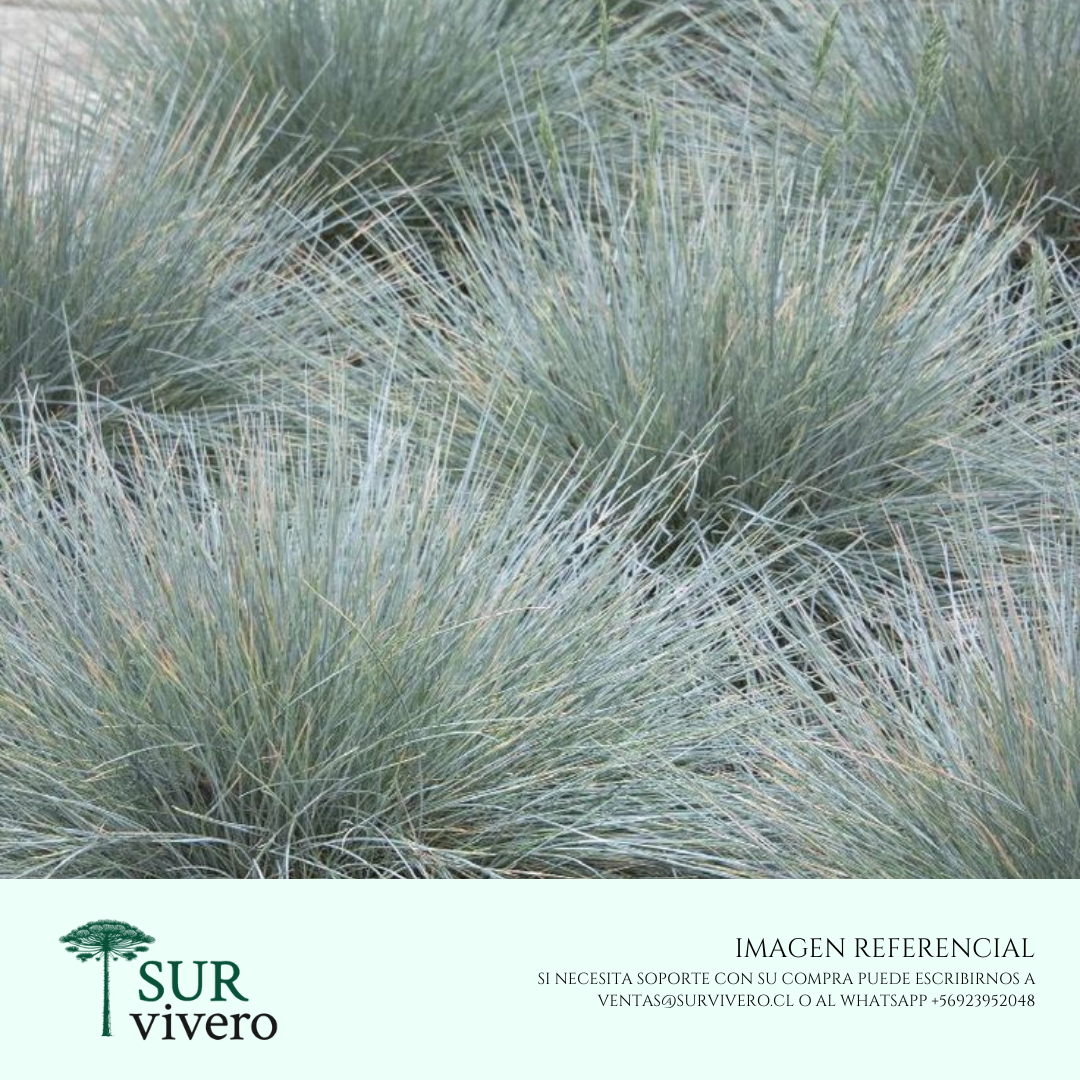 Festuca Glauca