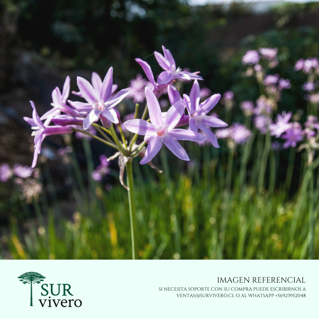 Flor de ajo - Tulbaghia