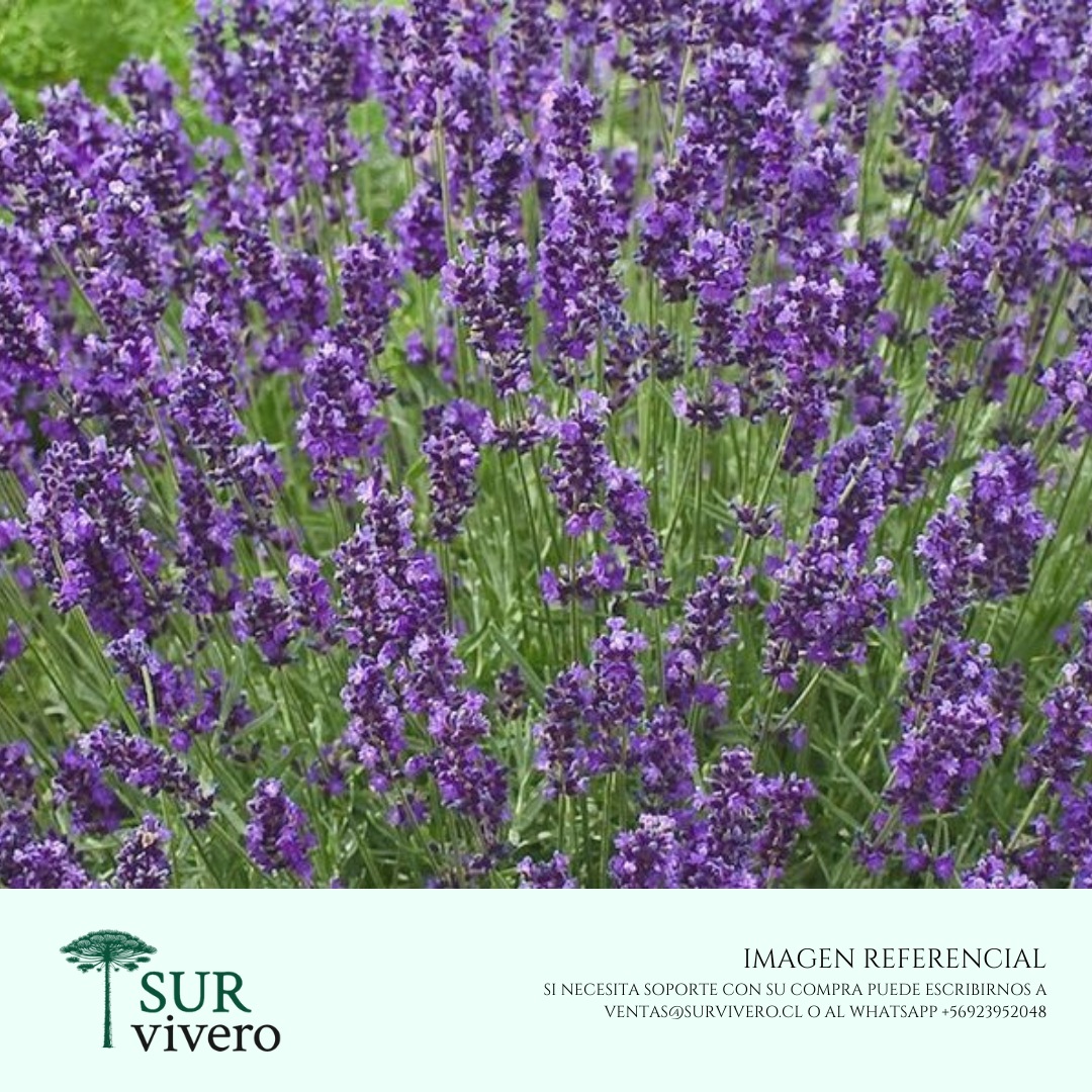 Lavanda inglesa (S)