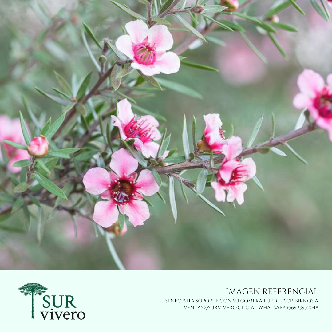 Leptospermum