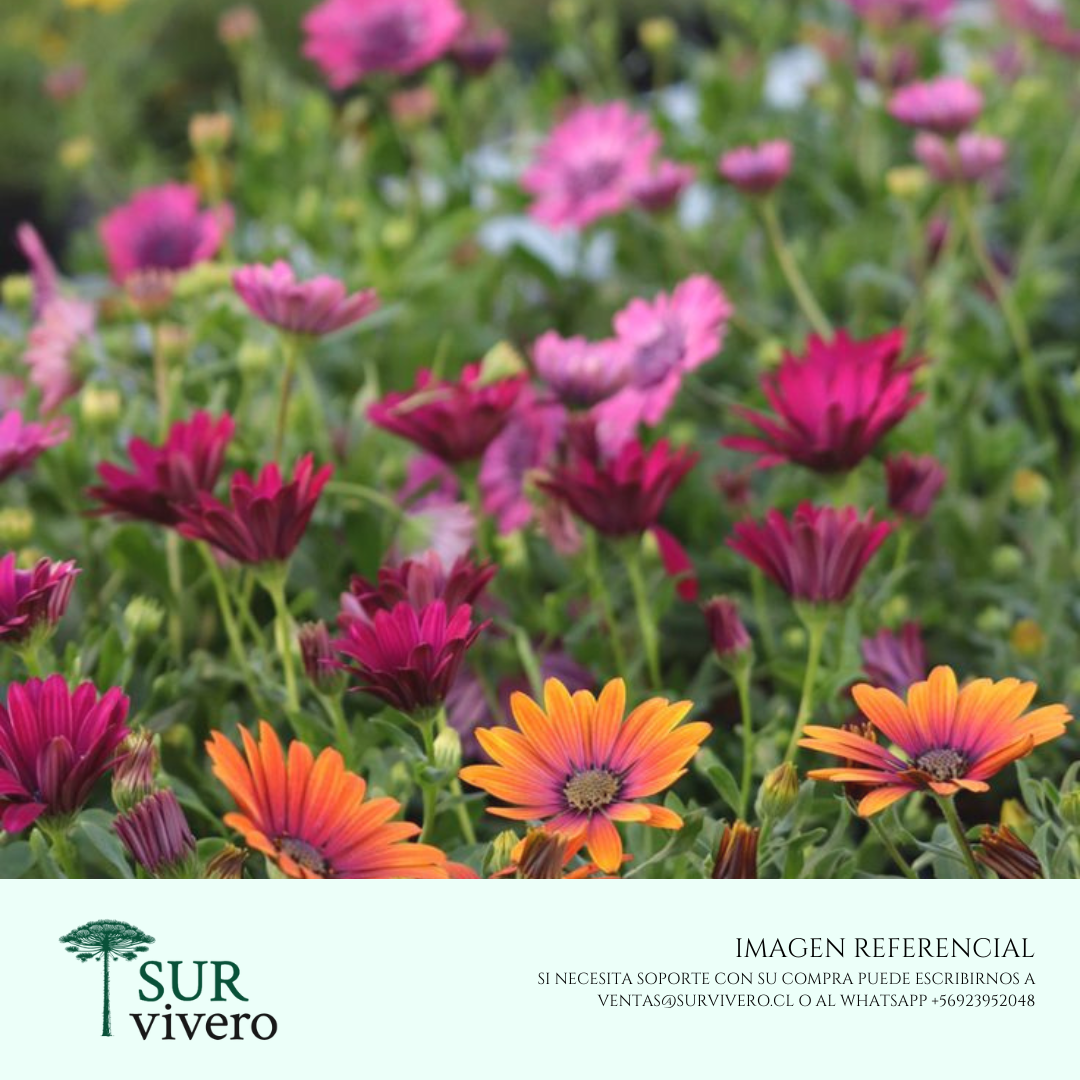 Osteospermum (S)