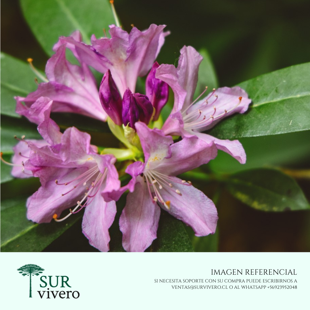 Rododendro