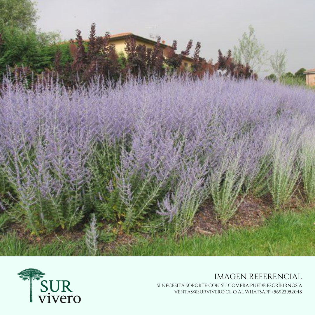 Salvia Rusa