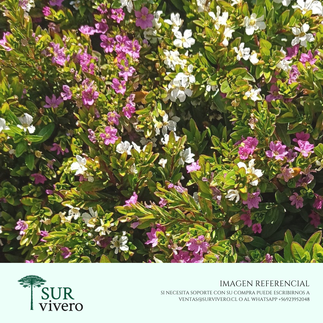 Veronica colombiana - Cuphea