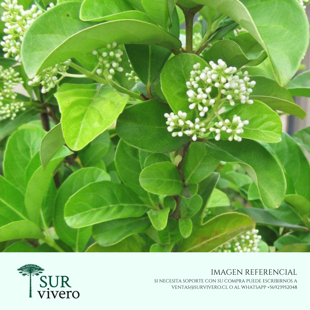 Viburnum Mascantha (L)