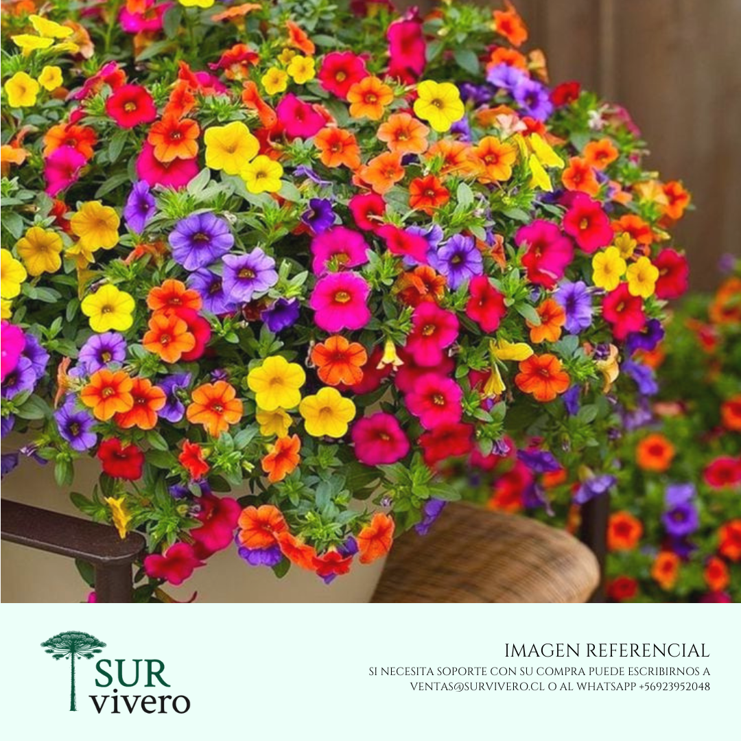 Calibrachoa