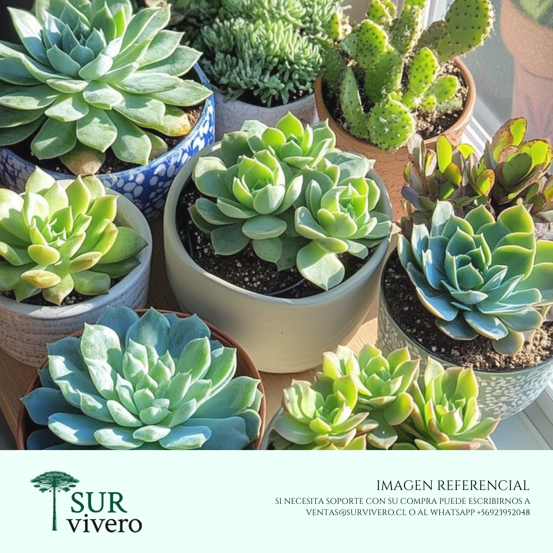 Suculenta (XL)