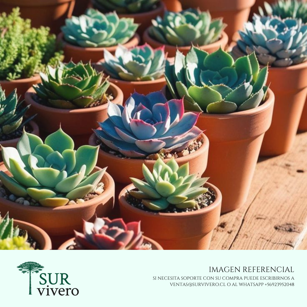 Suculentas variedades