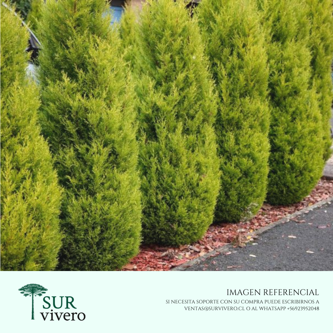 Cipres macrocarpa