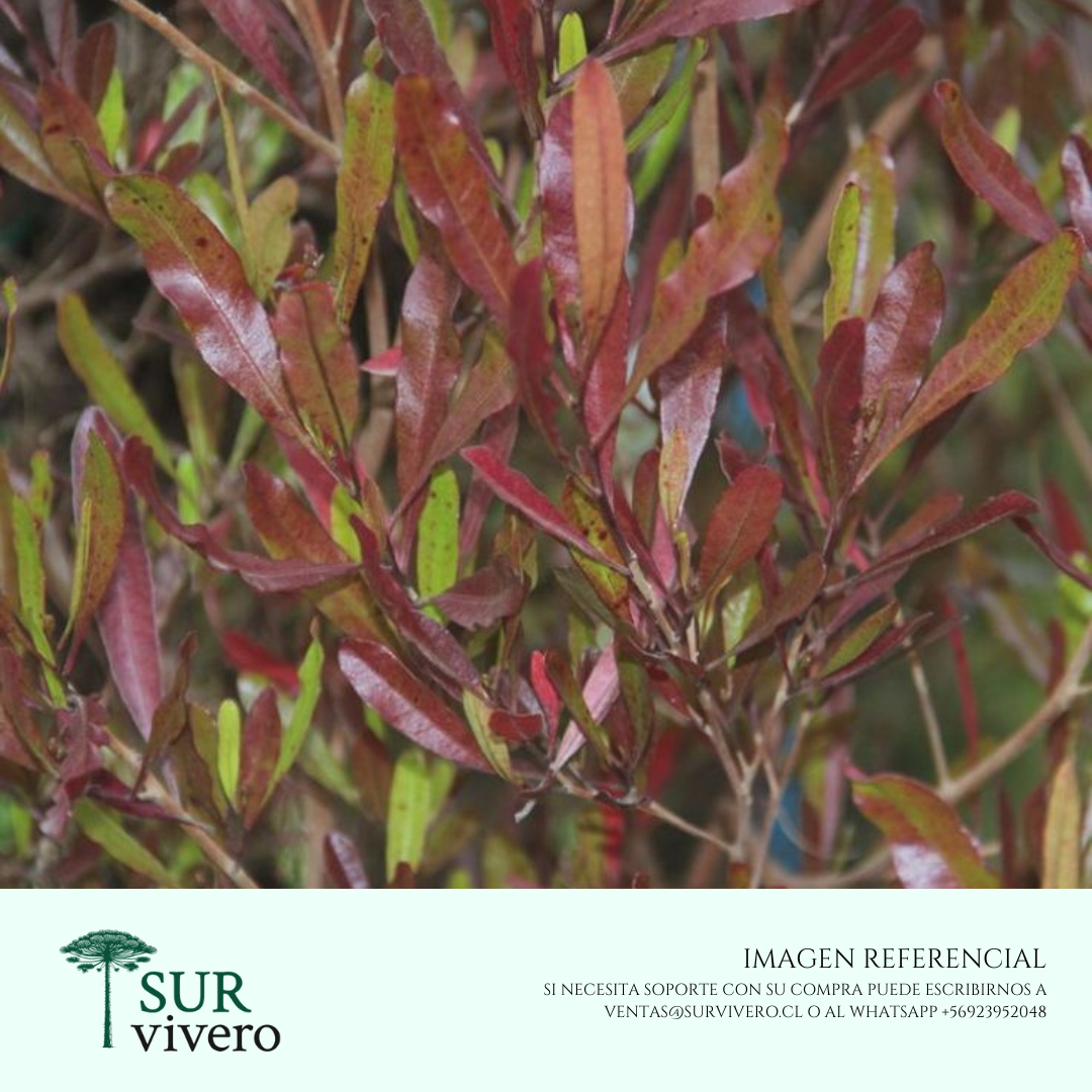 Stenocarpus (M)