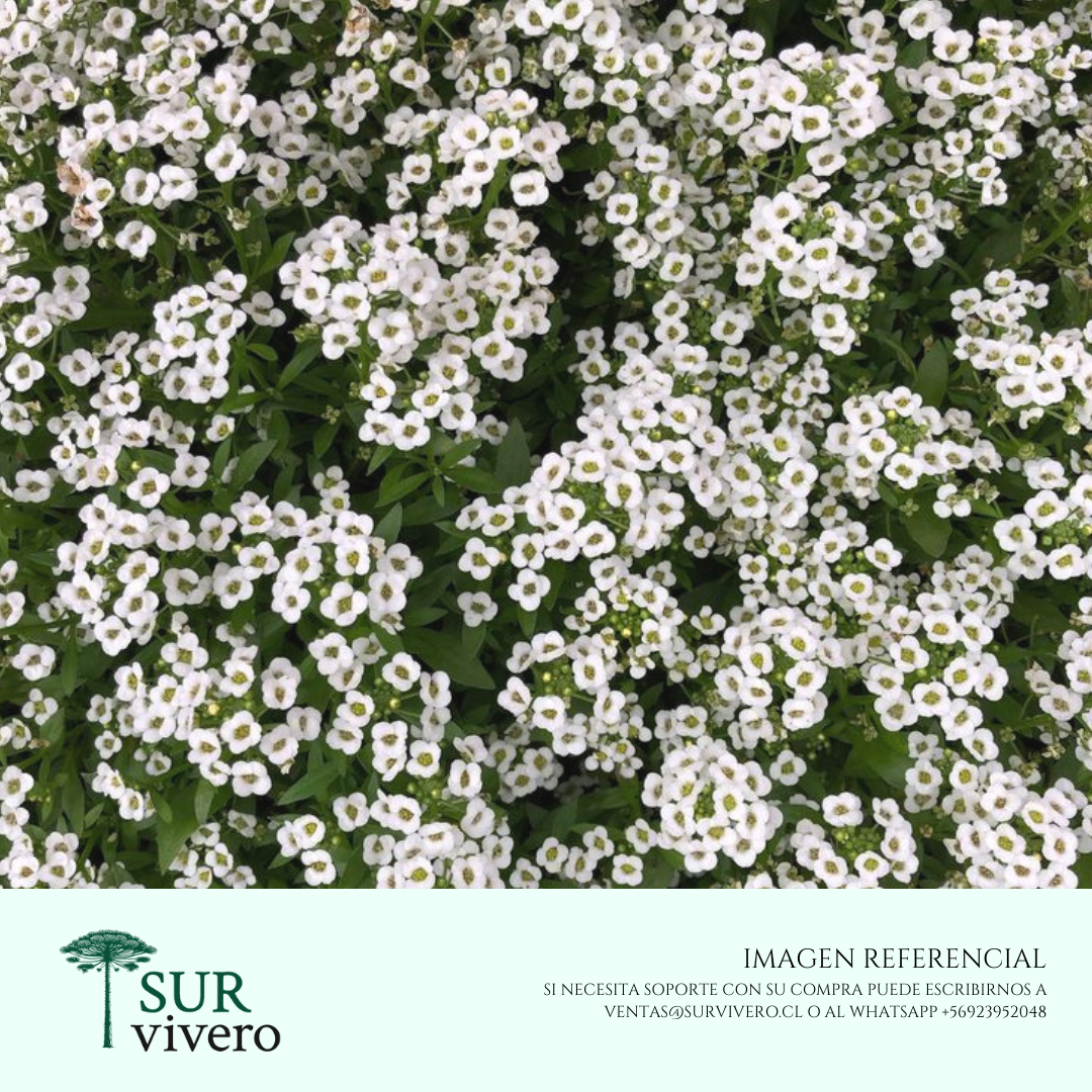 Alyssum Blanco