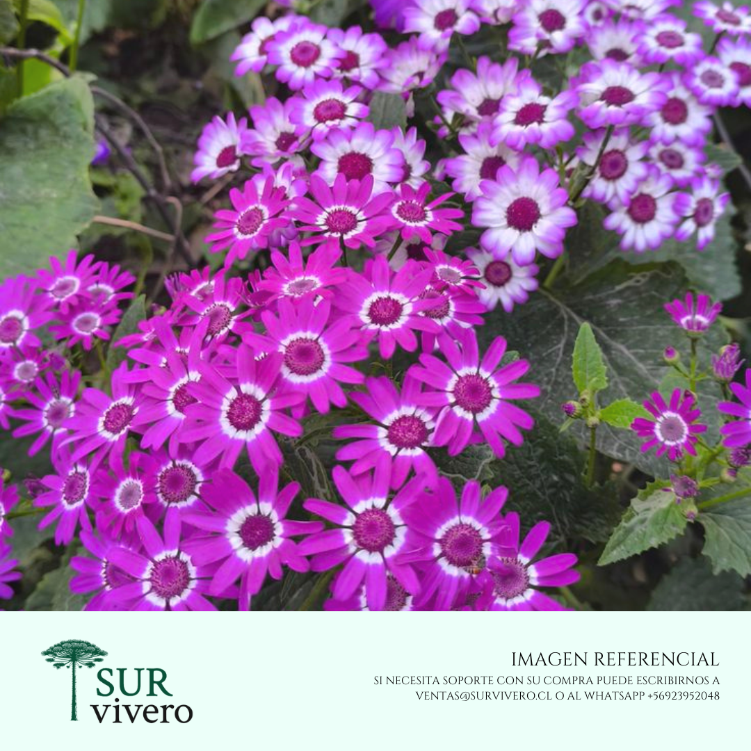 Cineraria
