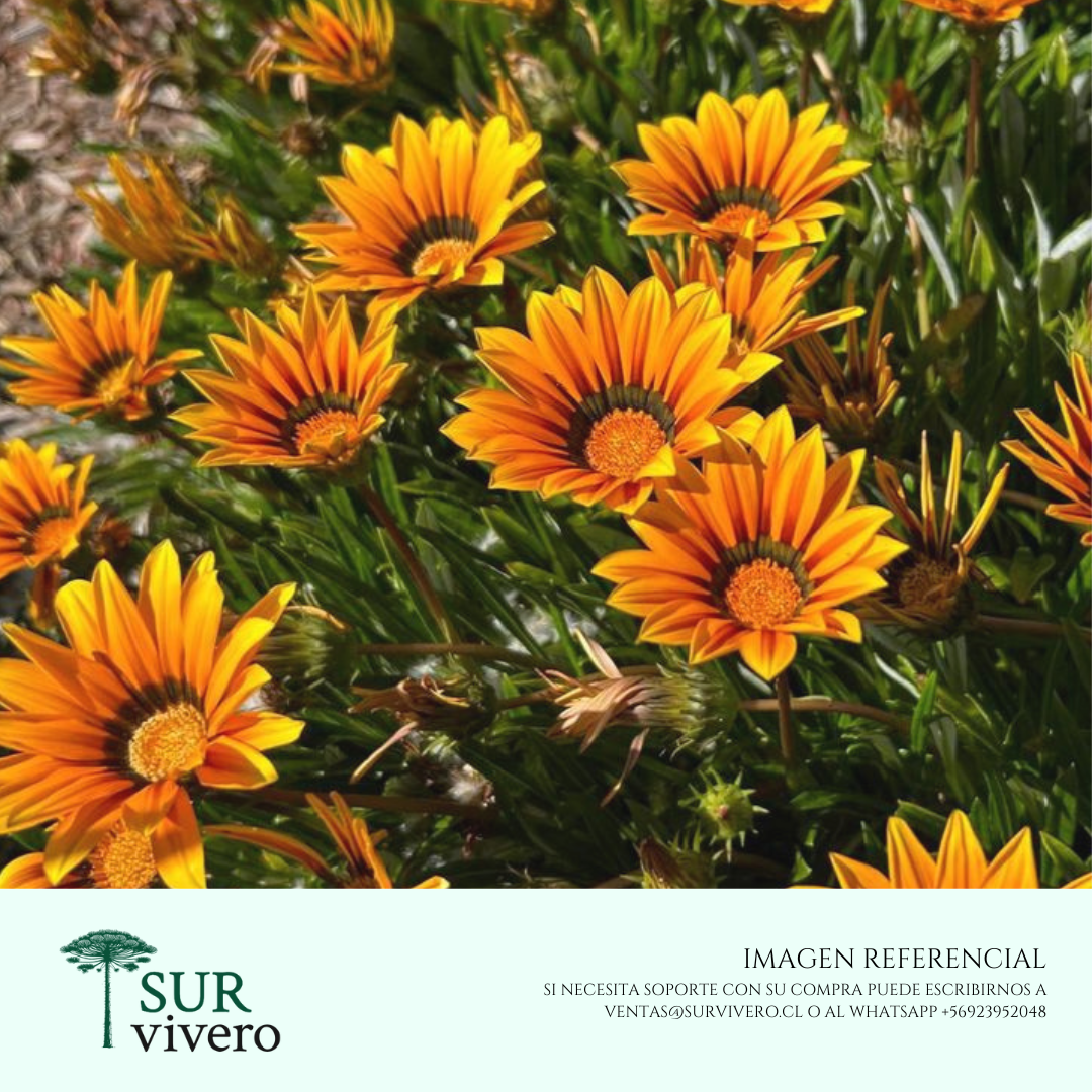 Gazania